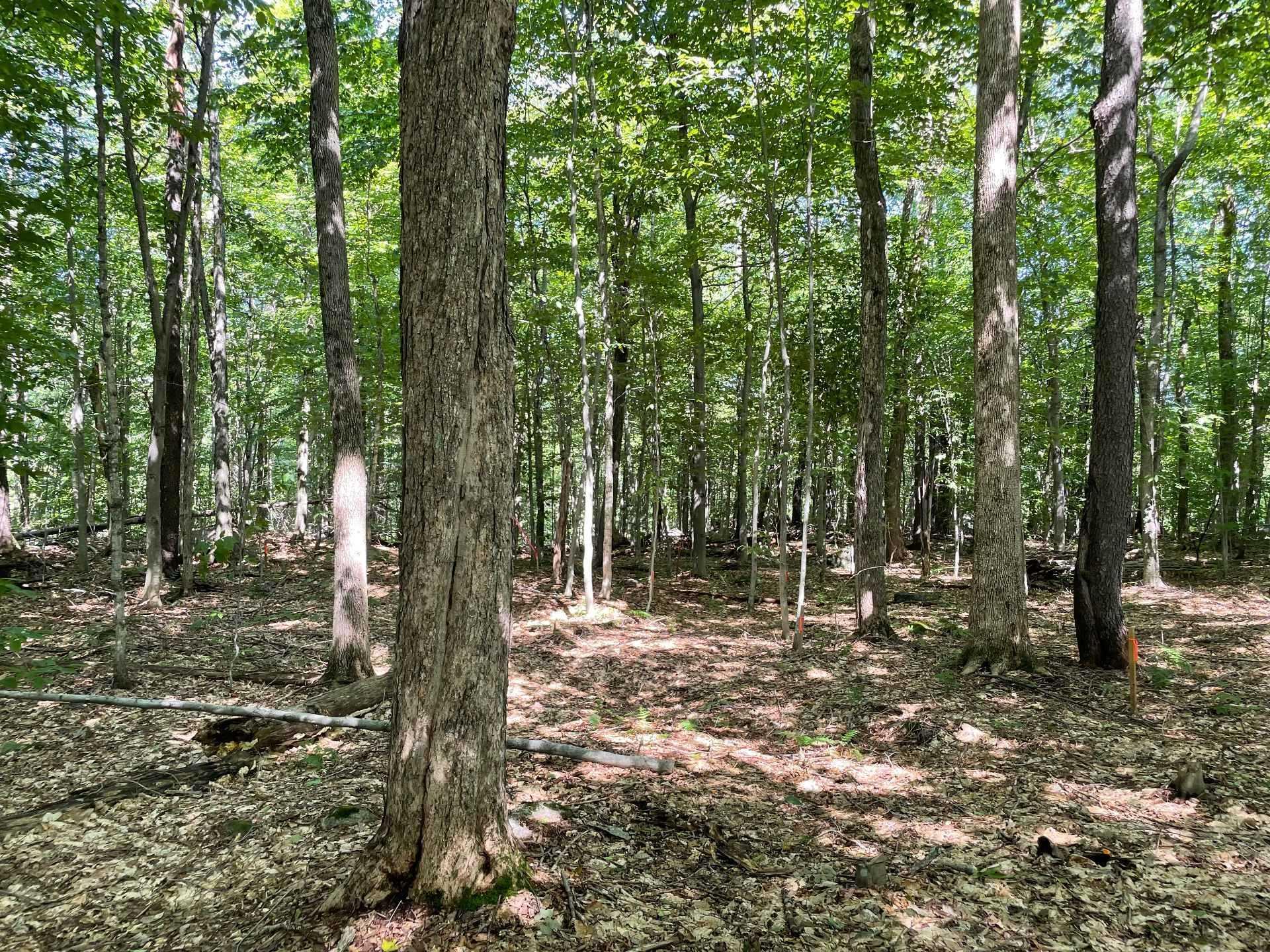 












Rue des Mésanges

,
Brownsburg-Chatham,







QC
J8G2M6

