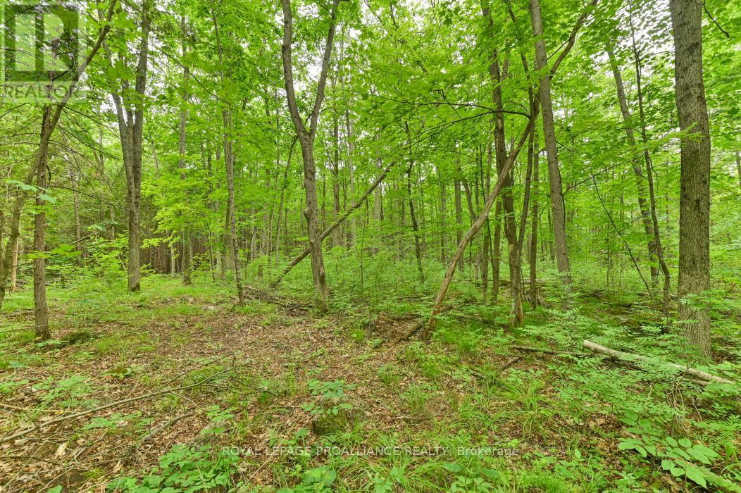












459 MEEKS ROAD

,
Tweed (Hungerford (Twp)),







Ontario
K0K2L0

