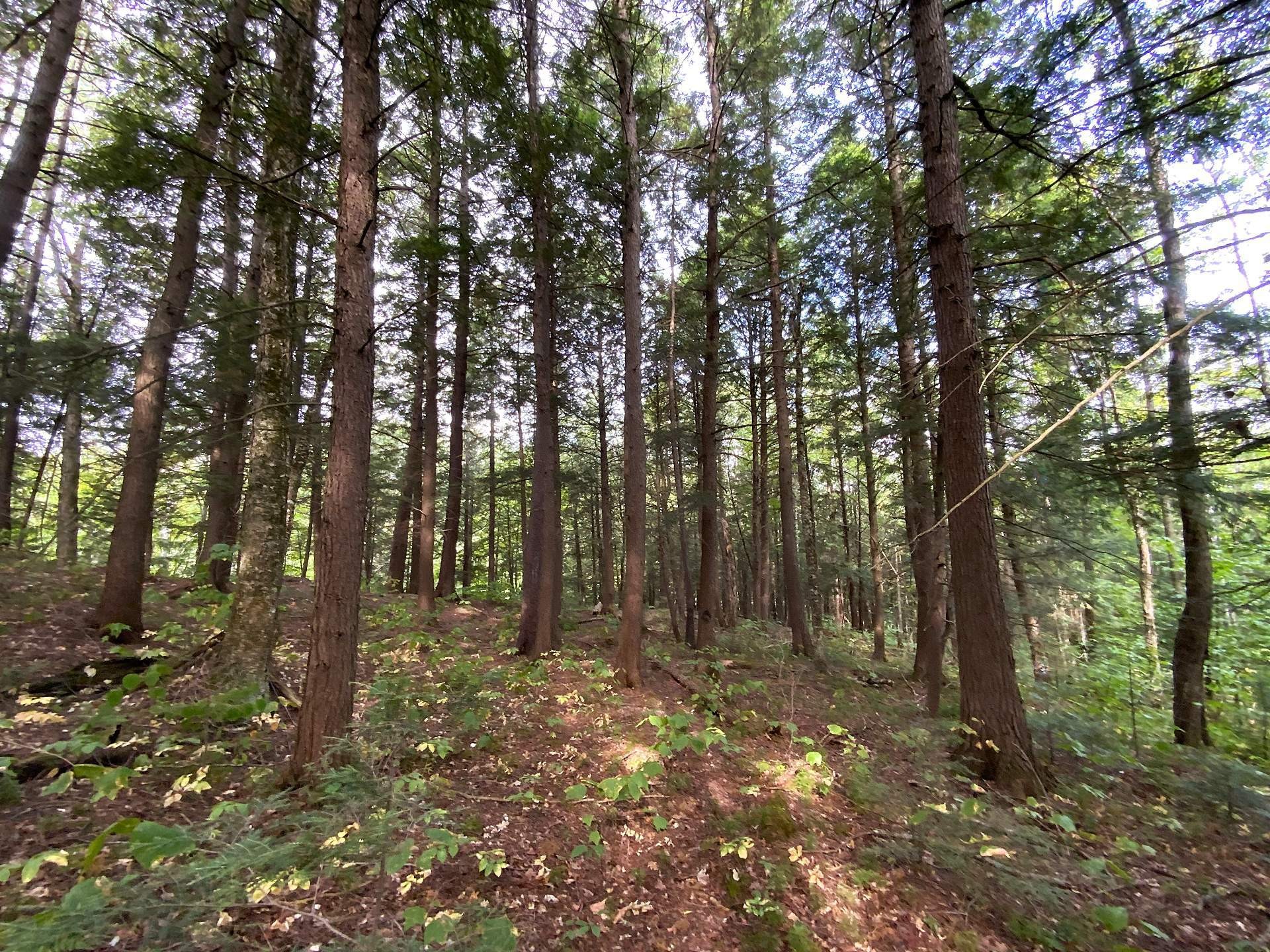 









131


Mtée Rochon

,
Ripon,







QC
J0V1V0

