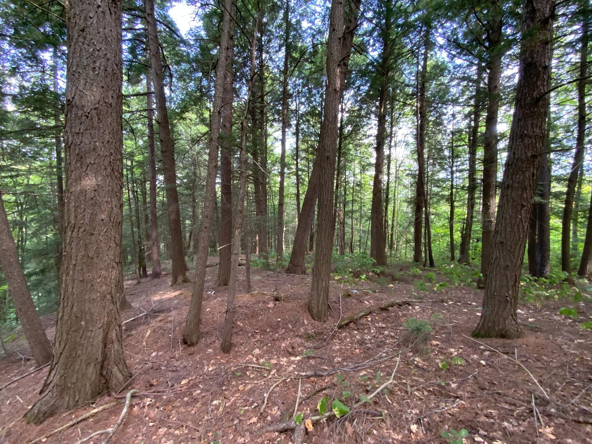 









131


Mtée Rochon

,
Ripon,







QC
J0V1V0

