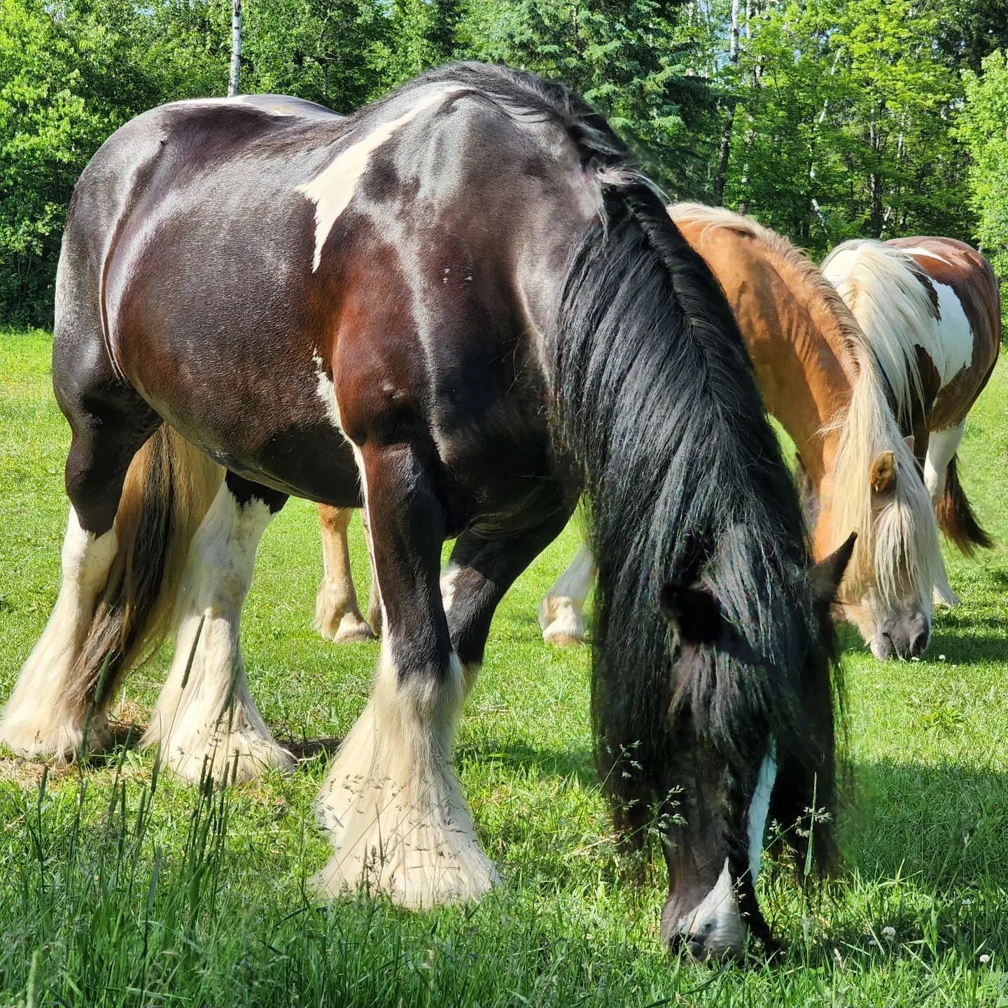 












Route 321 N.

,
Saint-André-Avellin,







QC
J0V1W0

