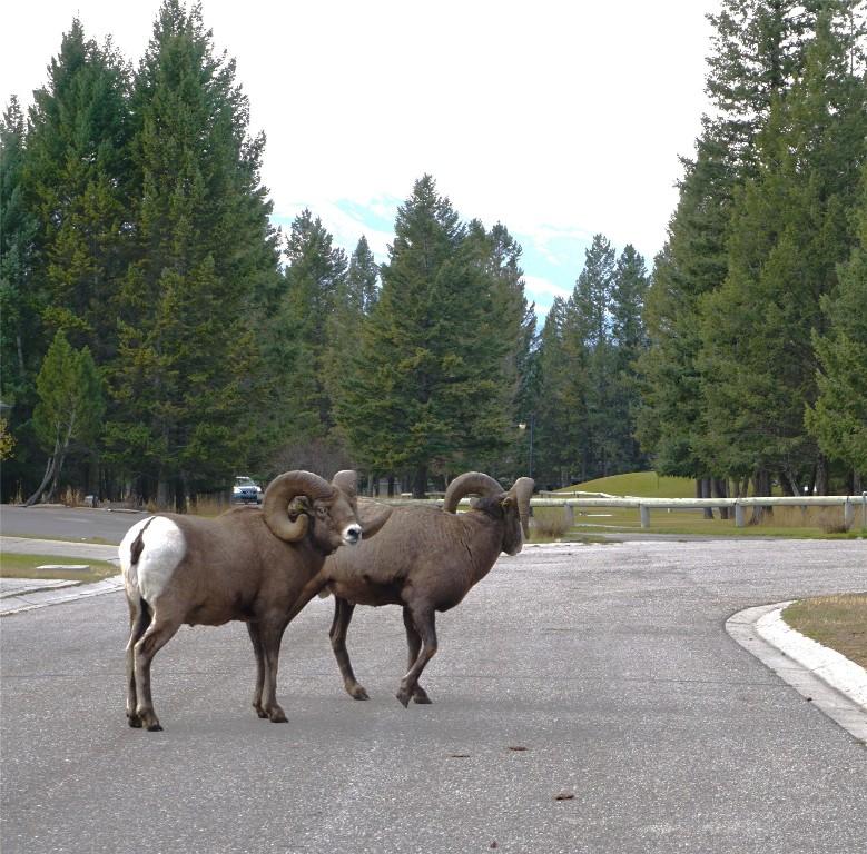 









900


Bighorn

Boulevard, 931,
Radium Hot Springs,




BC
V0B 1M0


