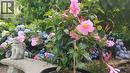 Blue hydrangea in bloom in a prior summer. Garden bench included.