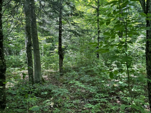 Terre/Terrain
