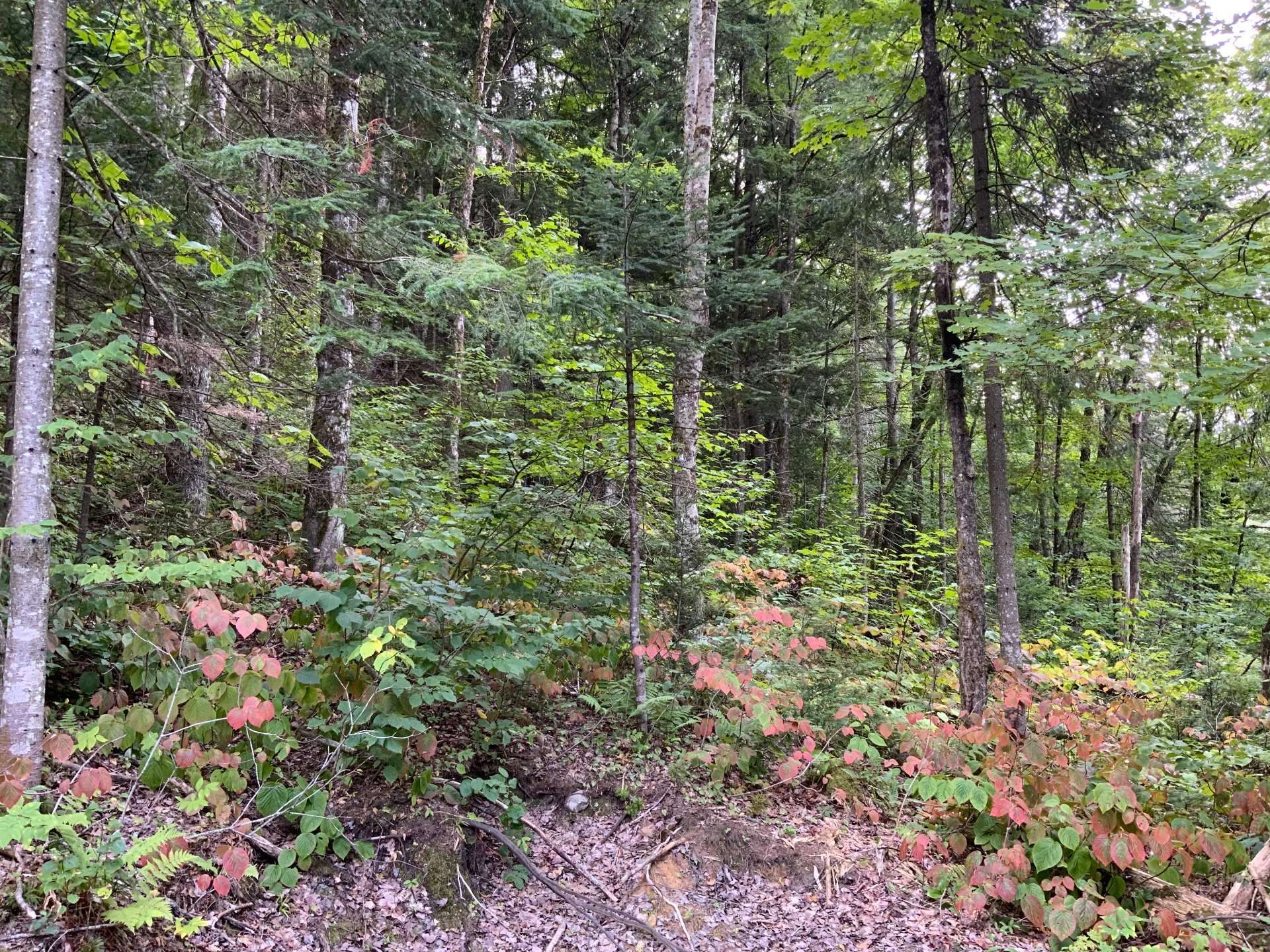 









131


Mtée Rochon

,
Ripon,







QC
J0V1V0

