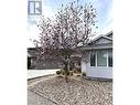 Beautiful Magnolia Tree is now in bloom Beautiful Magnolia Tree is now in bloom