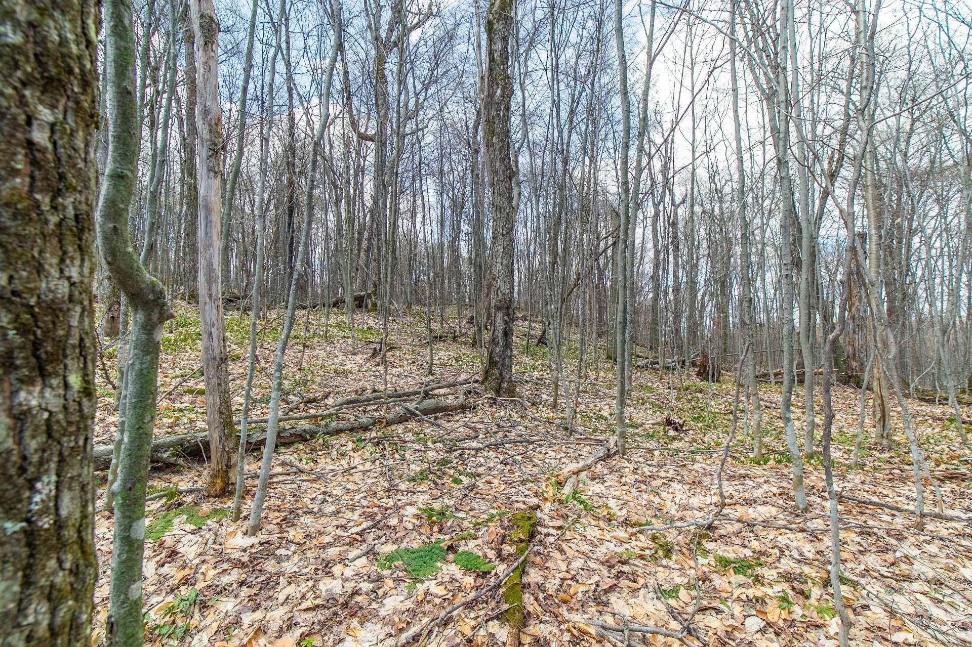 












20e Rue

,
Saint-Adolphe-d'Howard,




QC
J0T2B0

