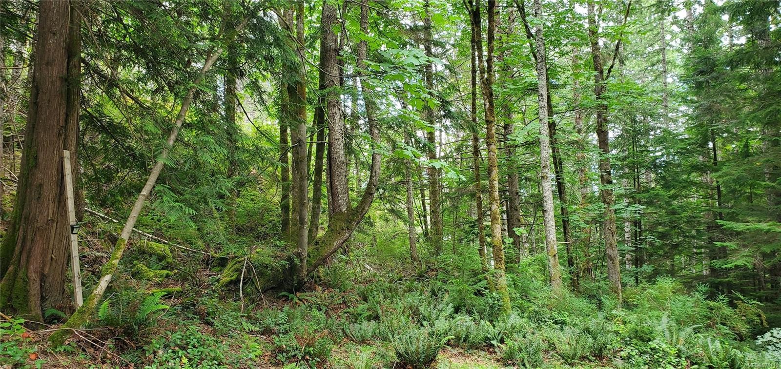 









226


Bold Point

Rd,
Quadra Island,




BC
V0P 1H0

