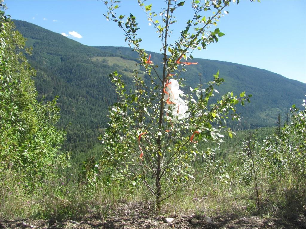 









130  Acres


Sugar Lake-Sihlis FSR

Road,
Cherryville,







BC
V0E 2G3

