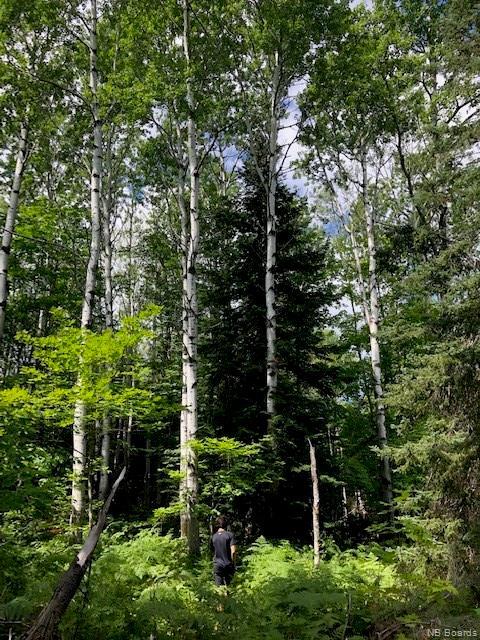 









Land


Saint Maure

,
Saint-Maure,







NB
E8E 1M6

