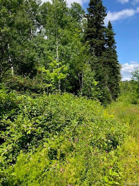 









Land


Saint Maure

,
Saint-Maure,







NB
E8E 1M6

