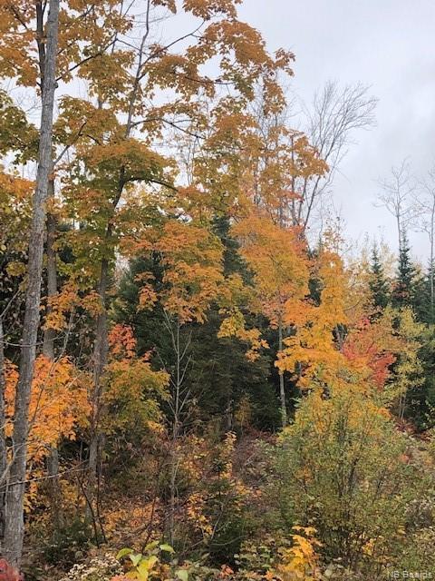 









Land


Saint Maure

,
Saint-Maure,







NB
E8E 1M6

