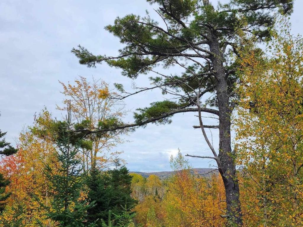 












Lot 3B Highway 4

,
Telford,







NS
B0K 1G0

