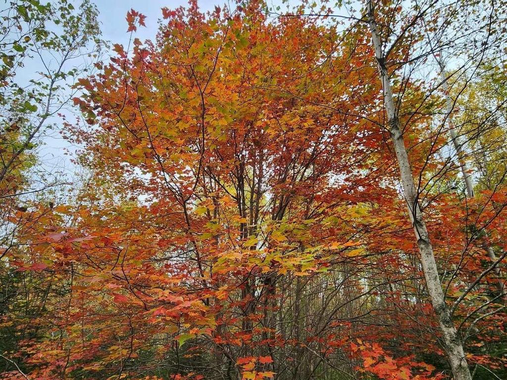 












Lot 3B Highway 4

,
Telford,







NS
B0K 1G0

