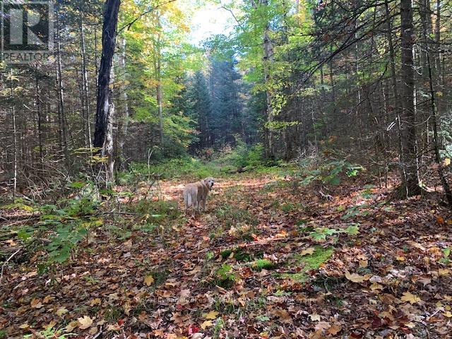 












0 SUGAR BUSH ROAD E

,
Magnetawan,







Ontario
P0A1P0

