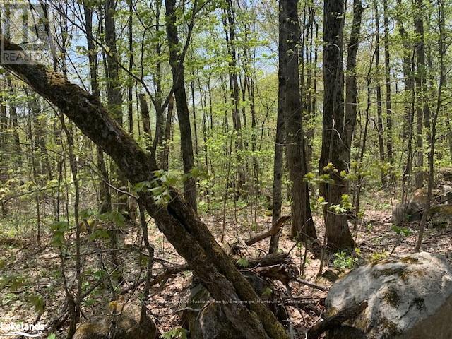 












2376 SOUTH HORN LAKE ROAD

,
Ryerson,







Ontario
P0A1L0

