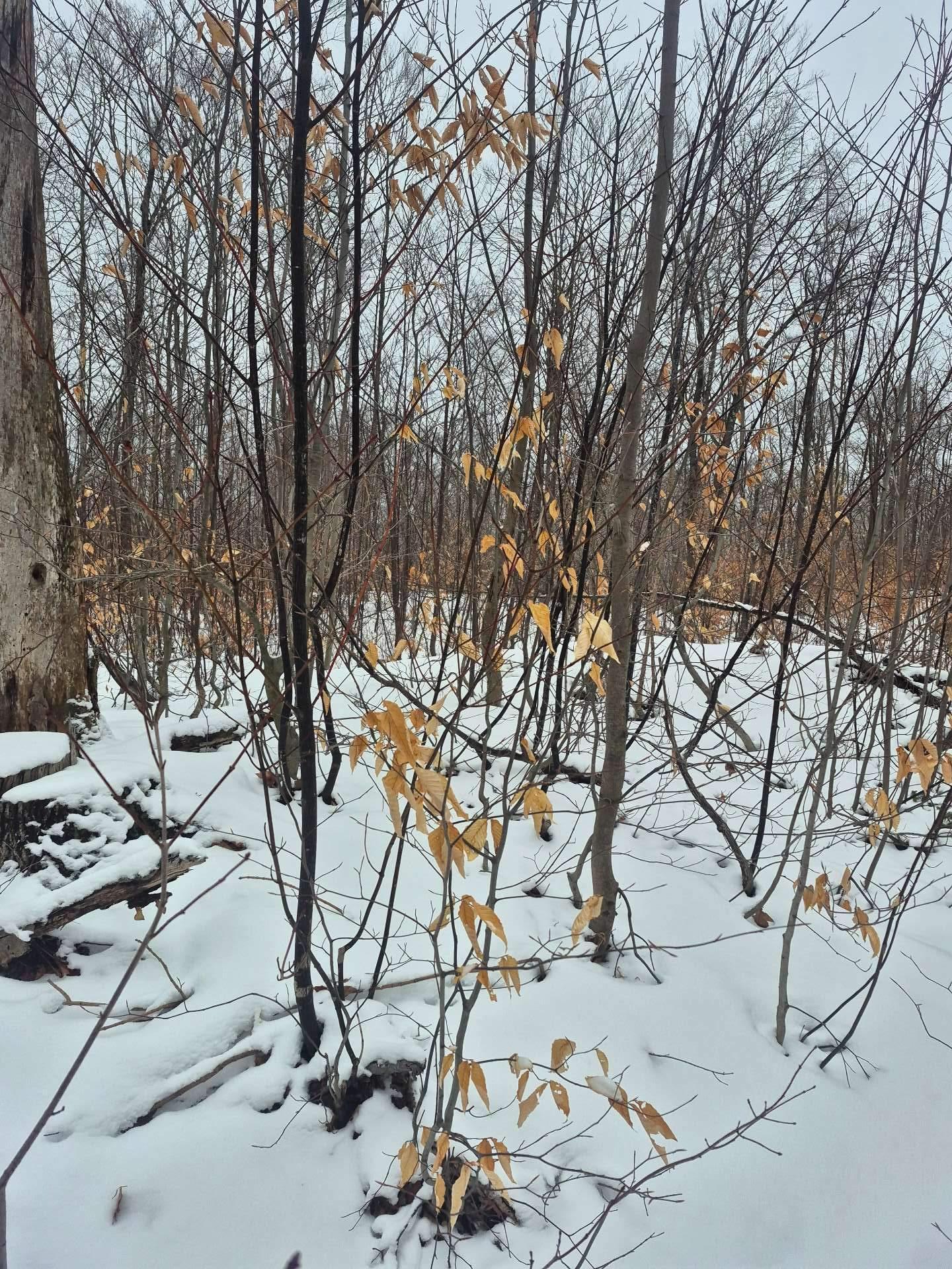 












Ch. Hunter

,
Wentworth,







QC
J8H0A7

