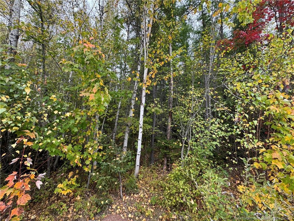 









-


Blueberry

LANE,
Codys,







NB
E4C 1E3

