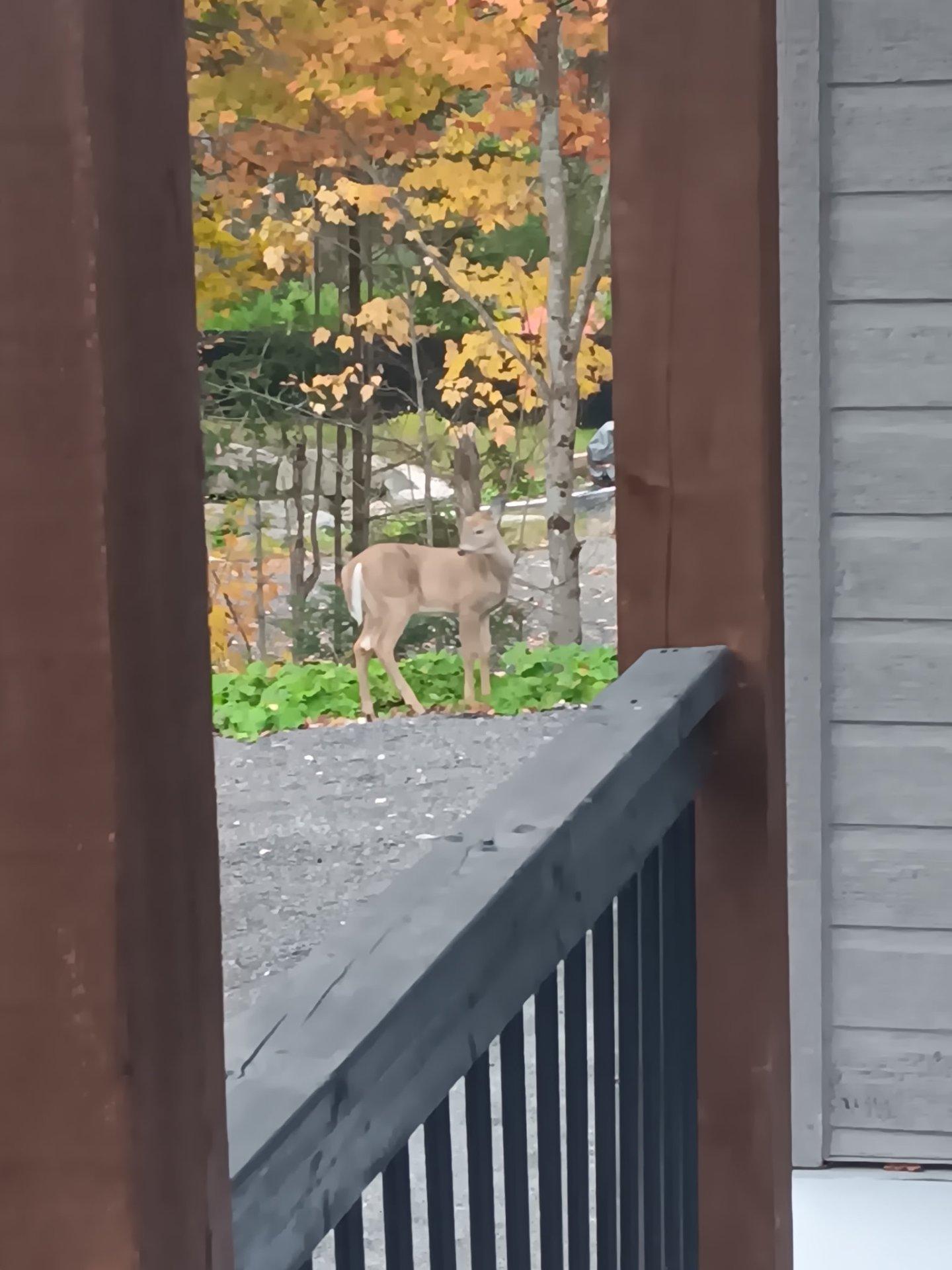 









111


Rue du Joli-Bois

,
Sainte-Marguerite-du-Lac-Masson,




QC
J0T1L0

