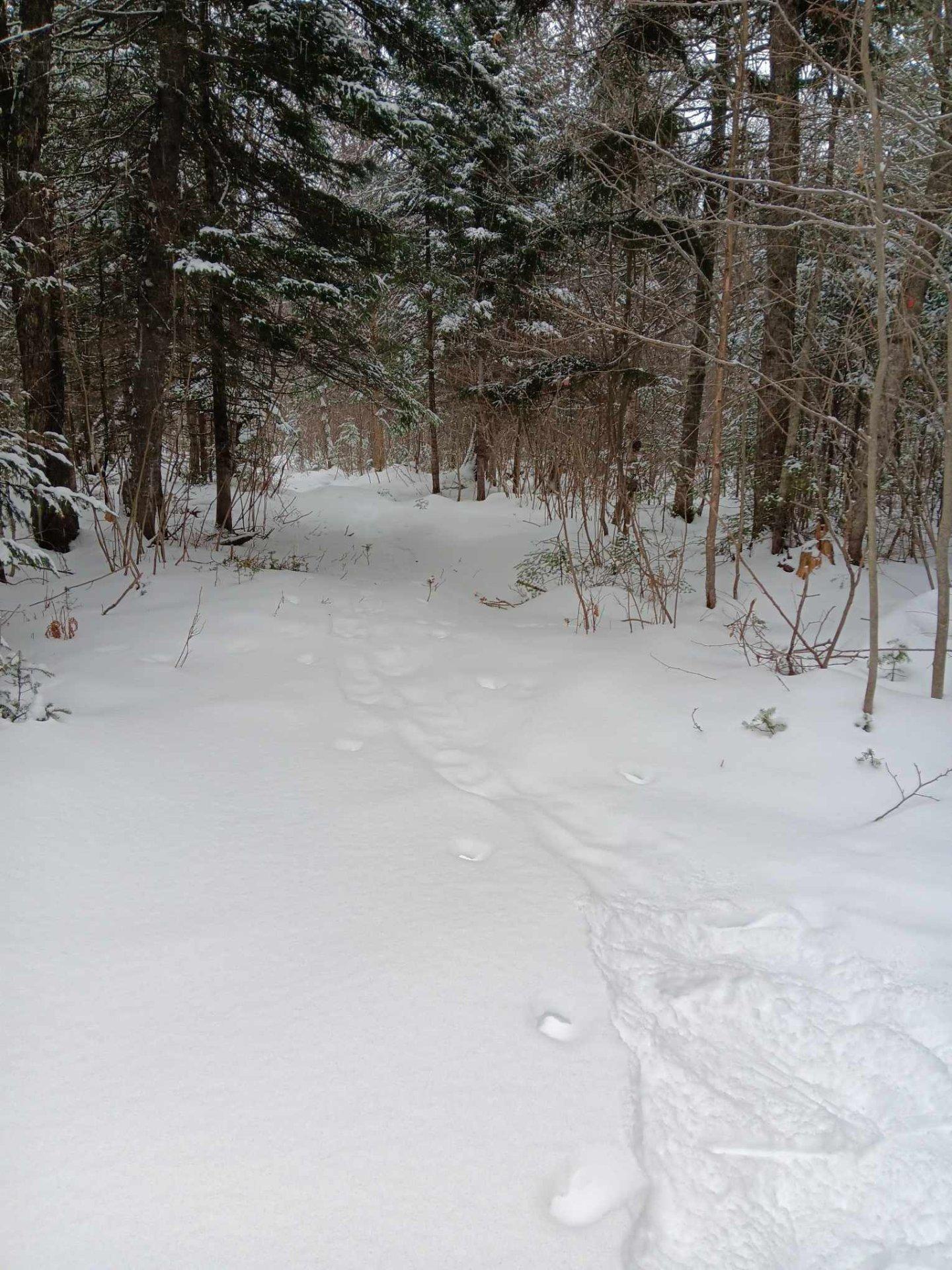 









111


Rue du Joli-Bois

,
Sainte-Marguerite-du-Lac-Masson,




QC
J0T1L0


