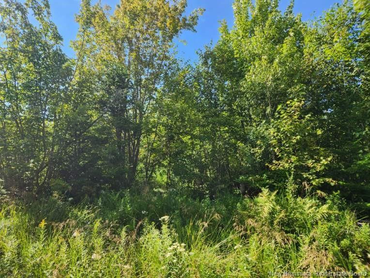 









2


Chignecto

LANE,
Wood Point,







NB
E4L 0A9

