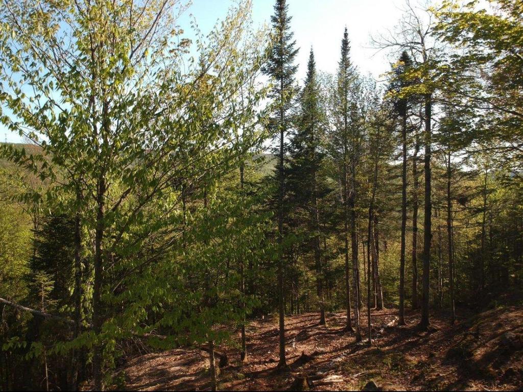 












Prom. des Cervidés

,
Morin-Heights,







QC
H0R1H0

