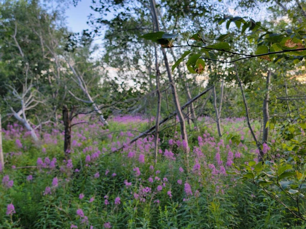 












Lot Trans Canada Highway

,
Orwell Cove,







PE
C0A 2E0

