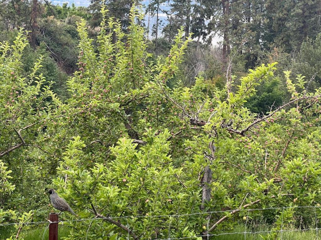 









4855


North Naramata

Road,
Naramata,







BC
V0H 1N1

