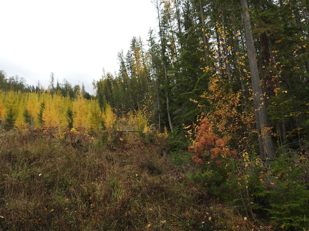 









144 Acres


South Fork

Road,
Cherryville,







BC
V0E 2G3

