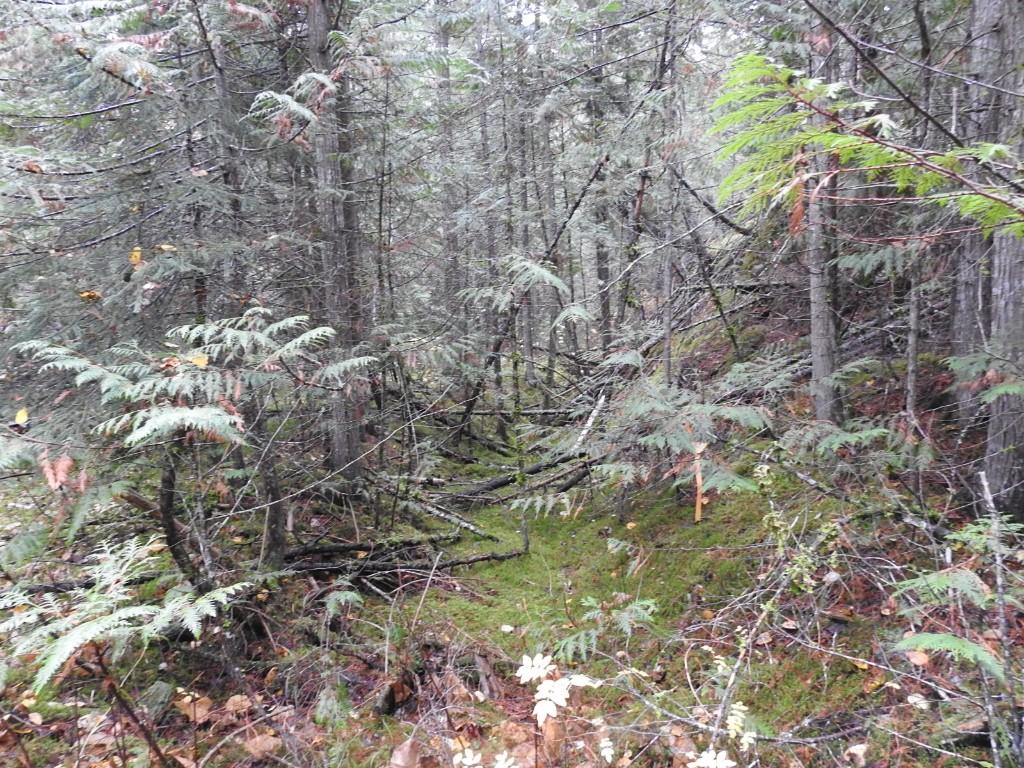 









144 Acres


South Fork

Road,
Cherryville,







BC
V0E 2G3

