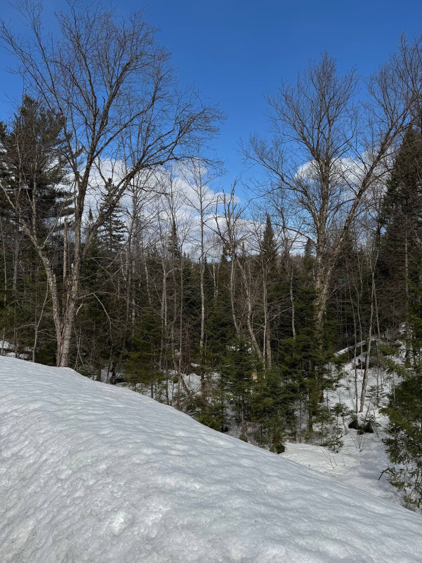 












Rue de la Forêt

,
Sainte-Marguerite-du-Lac-Masson,







QC
J0T1L0

