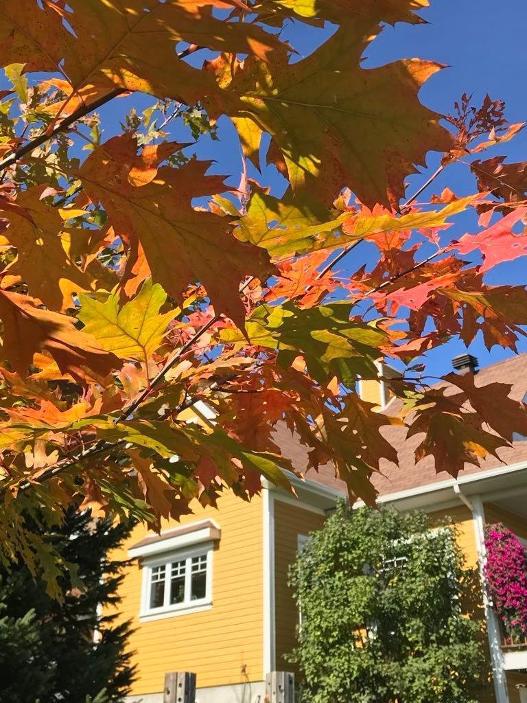 









12


Rue de l'Intimité

,
Eastman,




QC
J0E1P0

