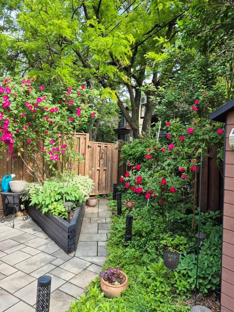 









10681


Av. Larose

,
Montréal (Ahuntsic-Cartierville),




QC
H2B3C4

