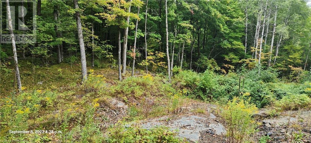 












169 NORTHERN AVENUE

,
Trent Lakes,







Ontario
K0M1A0

