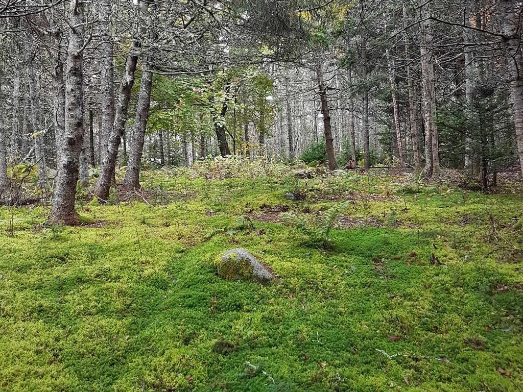 












6989 Highway 16

,
Halfway Cove,







NS
B0H 1N0

