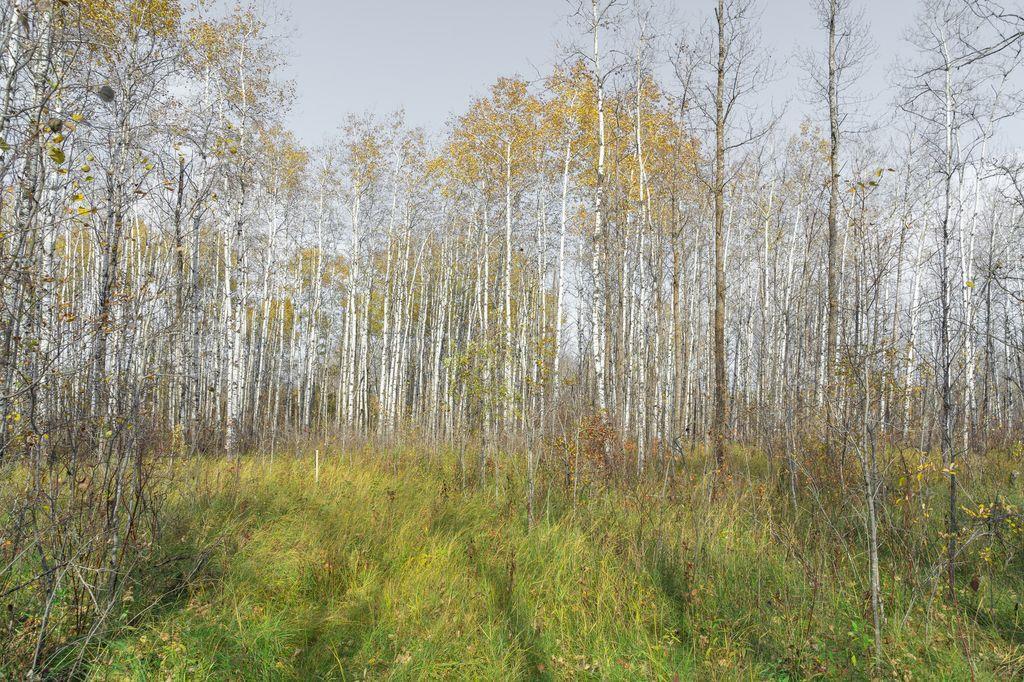 












46120 43E Road

,
Ste Anne Rm,







Manitoba
R0E1S0

