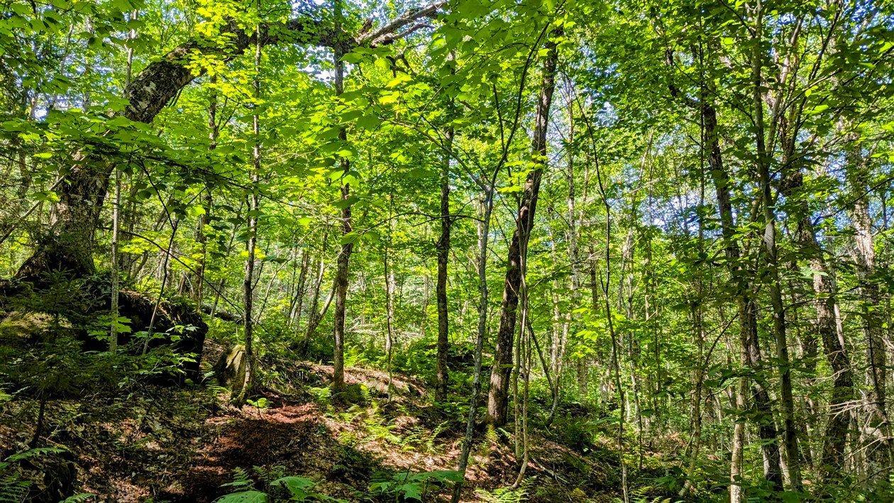 












Ch. du Lac-Pearl

,
Sainte-Agathe-des-Monts,







QC
J8C2Z7

