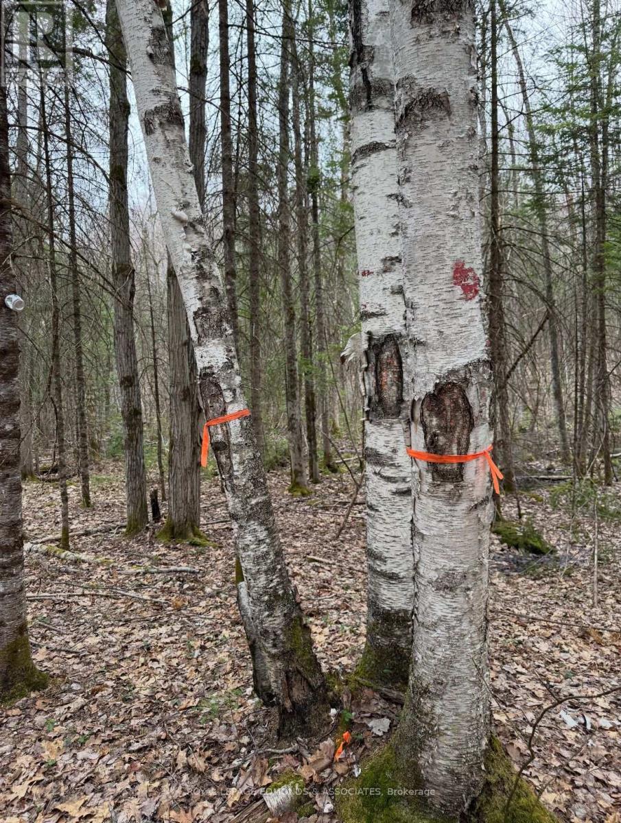 












0 BUCHOLTZ ROAD

,
Laurentian Valley,







Ontario
K8A6W8

