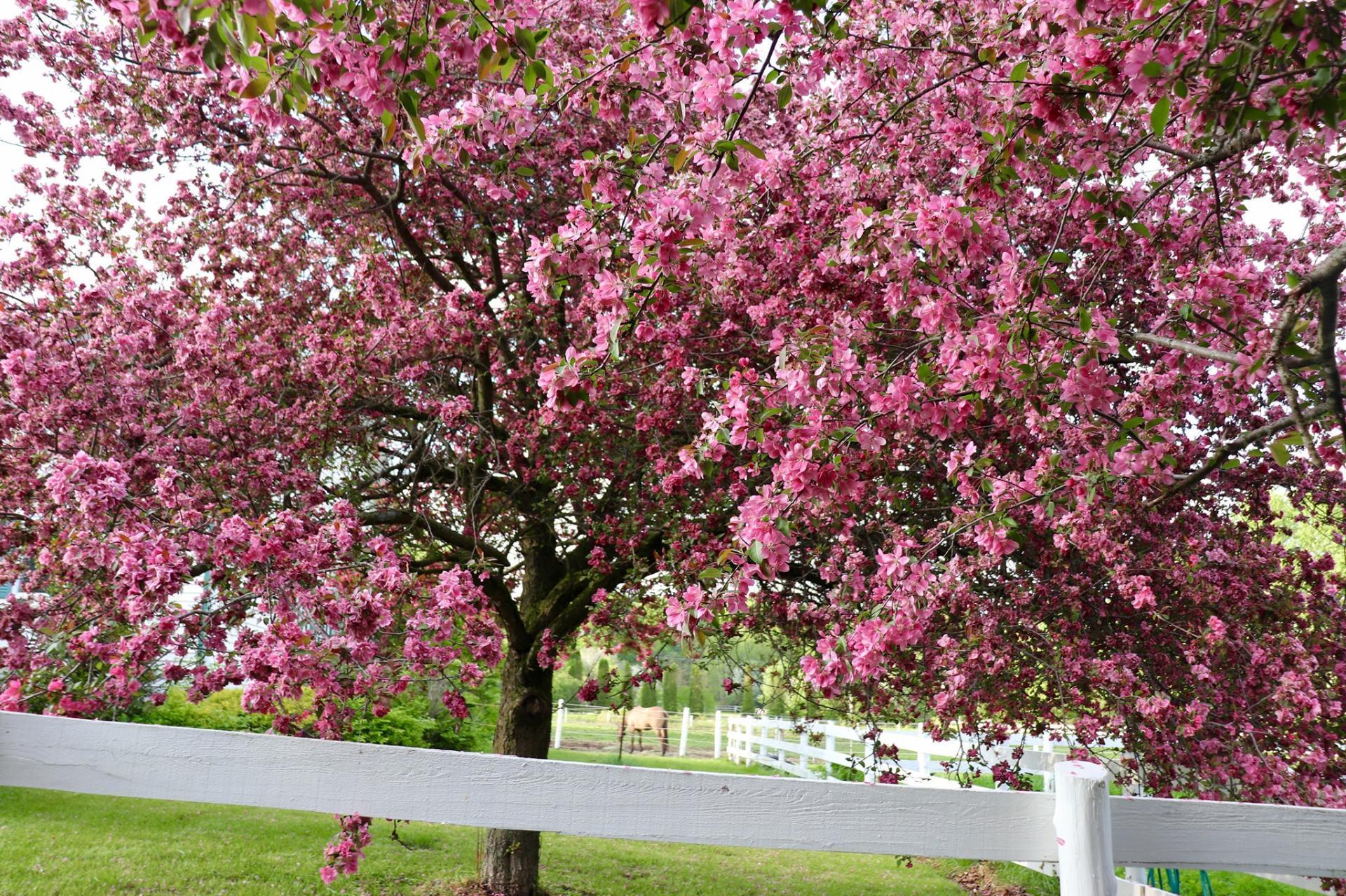 









76Z


Ch. Park

,
Rigaud,




QC
J0P1P0

