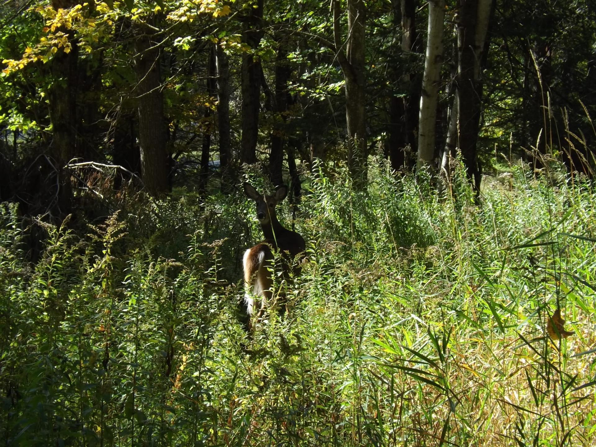 









18


Ch. Dewar

,
Harrington,







QC
J8G2T3

