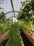 Greenhouse possibilities