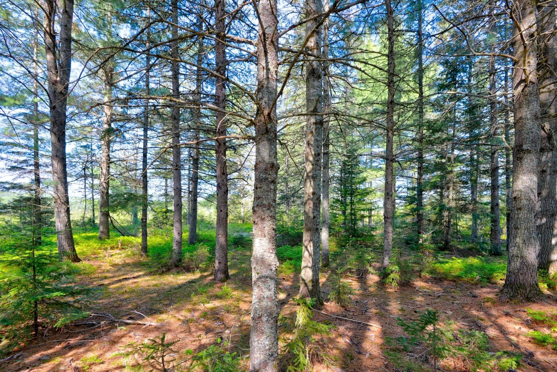 









1030


Route St-Joseph

,
Sainte-Émélie-de-l'Énergie,




QC
J0K2K0

