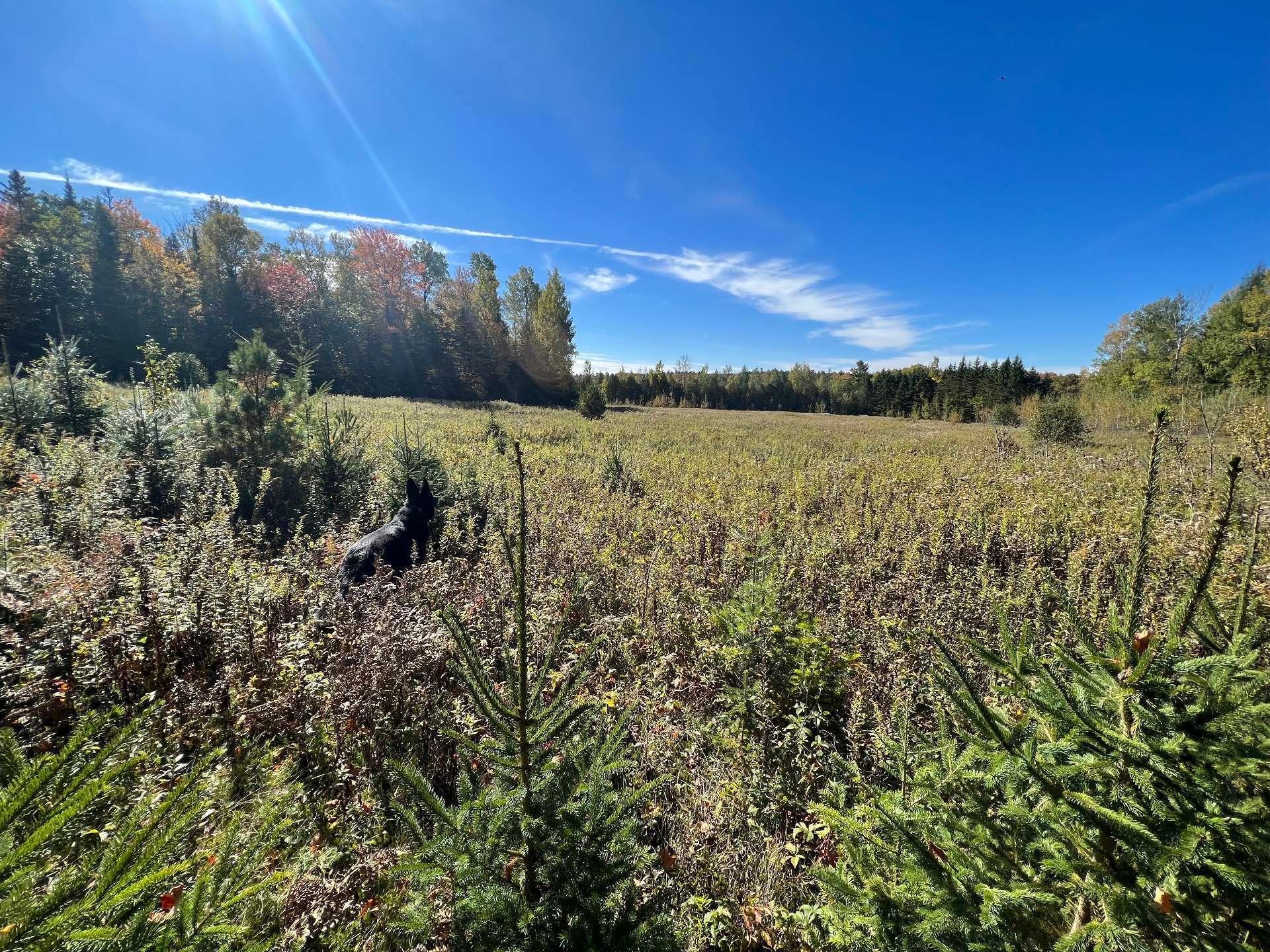 












Mtée Crépeau

,
Saint-Calixte,







QC
J0K1Z0

