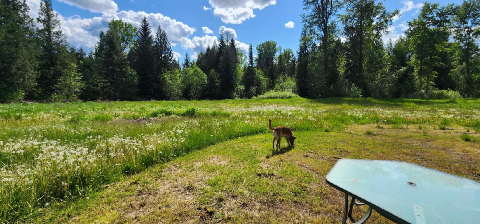 









1666


Trinity Valley

Road,
Lumby,




BC
V0E 2G4

