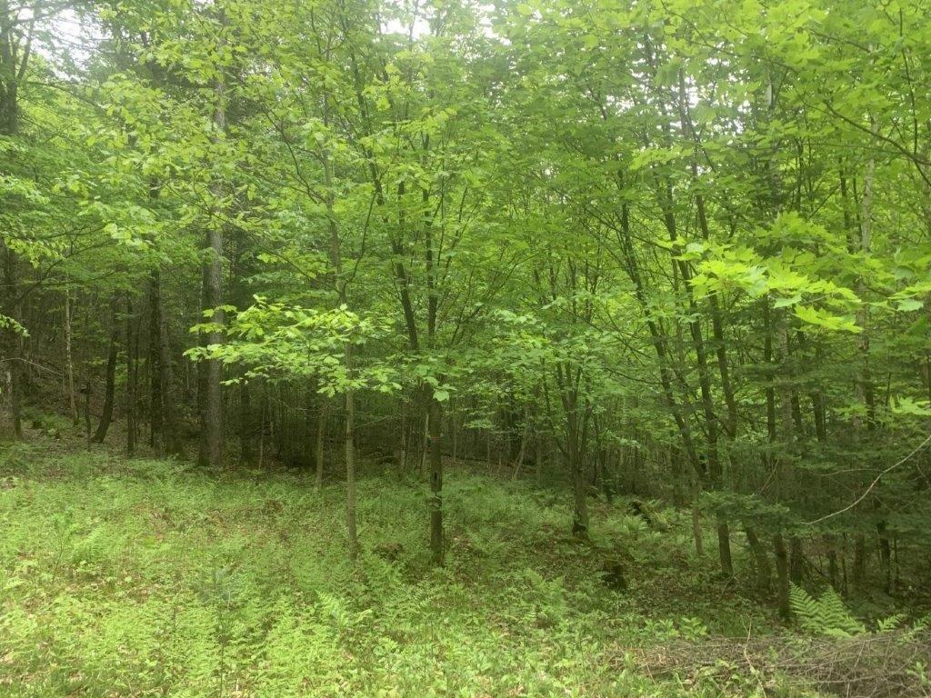 












Ch. de St-Michel

,
Brownsburg-Chatham,







QC
J8G2N3

