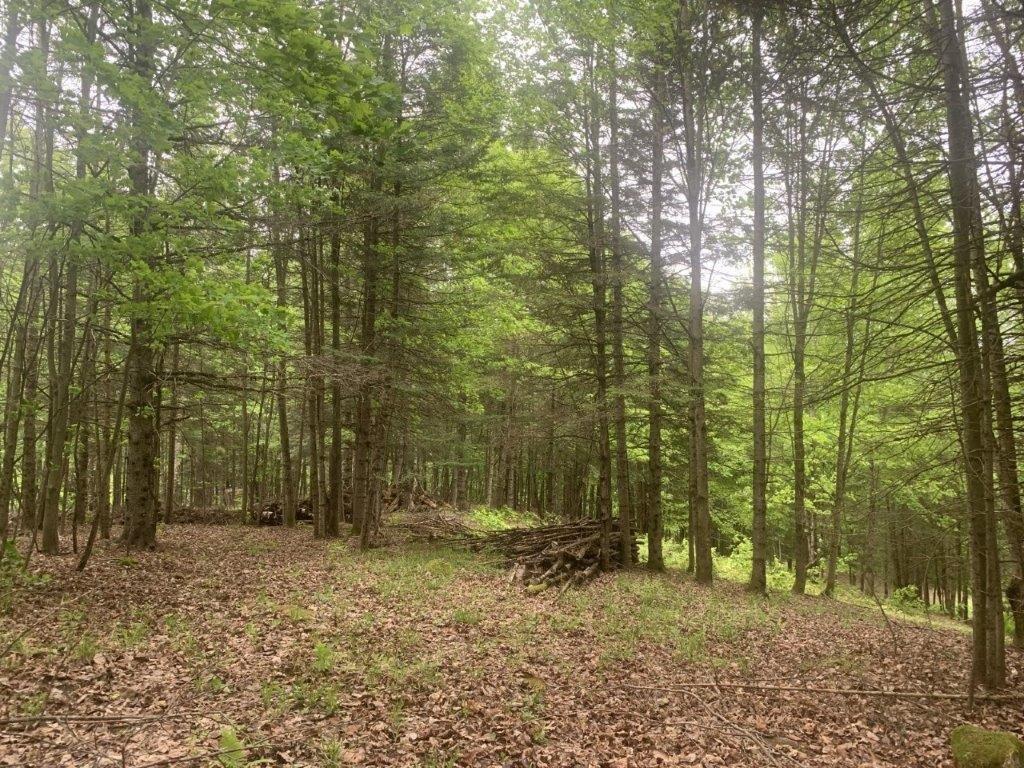 












Ch. de St-Michel

,
Brownsburg-Chatham,







QC
J8G2N3

