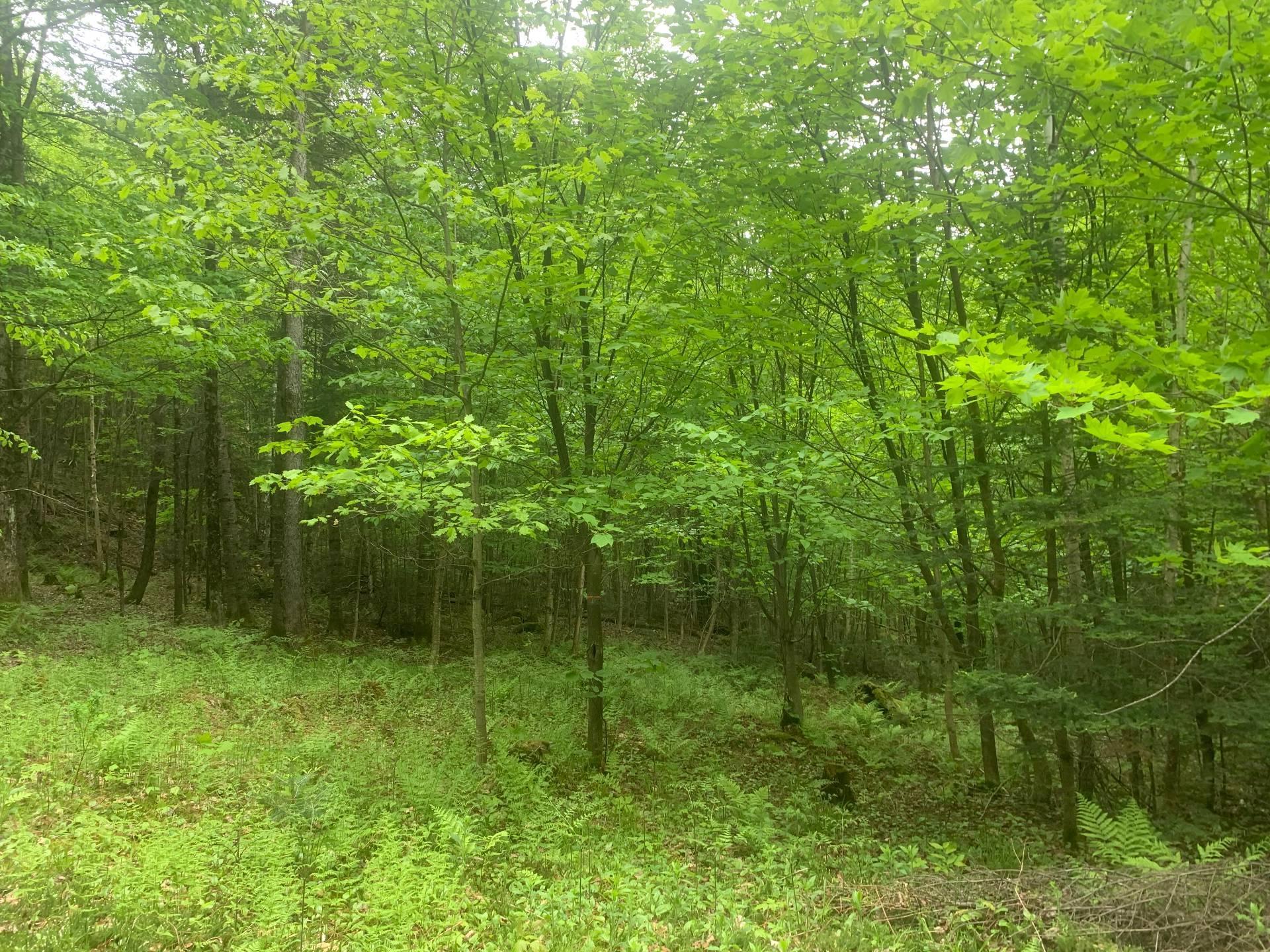 












Ch. de St-Michel

,
Brownsburg-Chatham,







QC
J8G2N3

