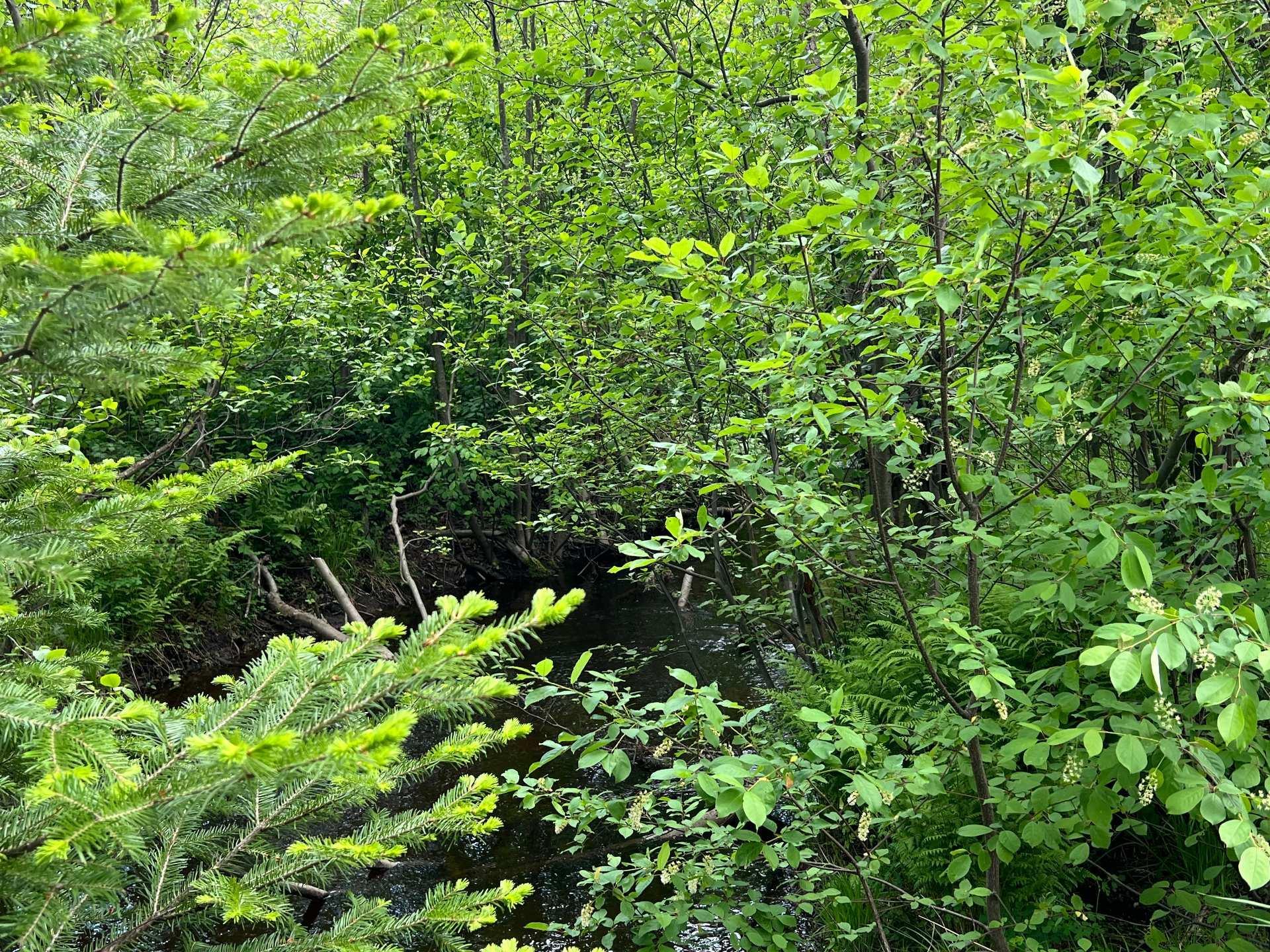 









4850


Ch. Brassard

,
Saint-Zénon,




QC
J0K3N0

