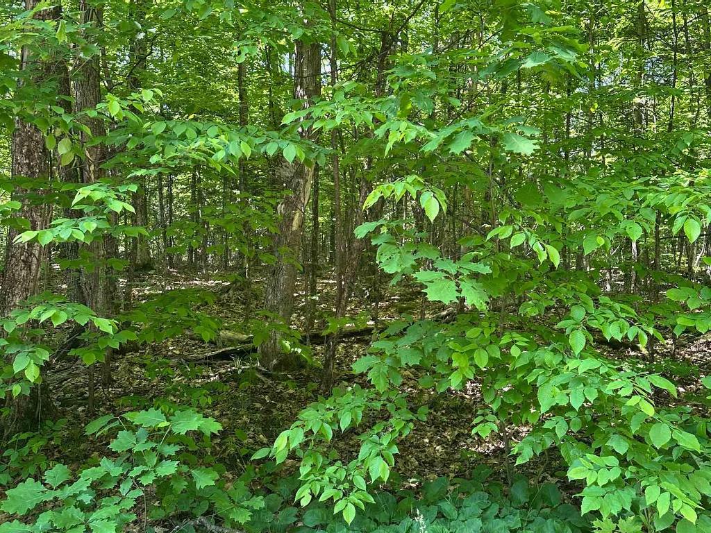 









1527


Madill

Road,
Highlands East,







ON
K0M 1R0

