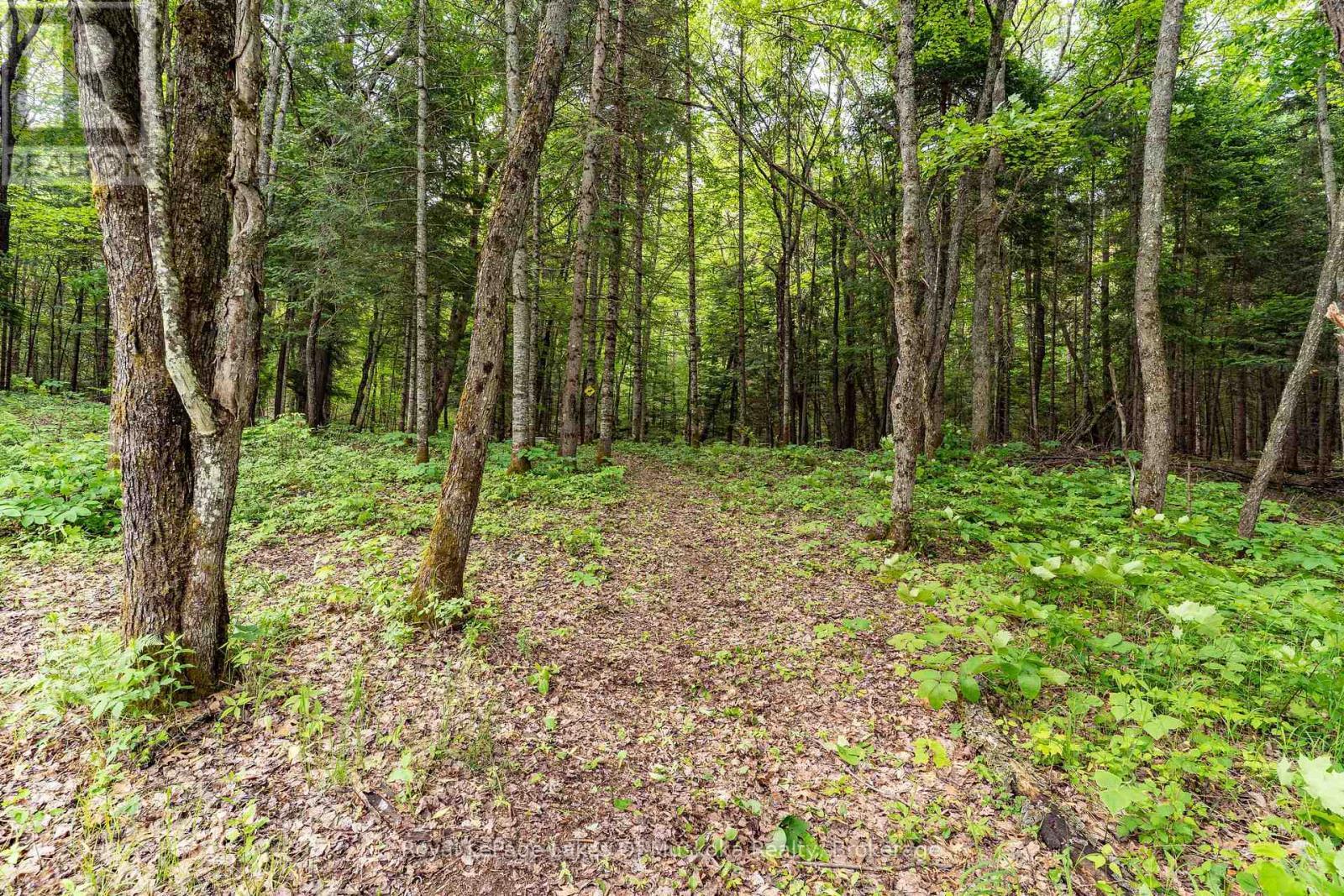 












32 OLD RAINY LAKE ROAD

,
McMurrich/Monteith (Sprucedale),




Ontario
P0A1Y0

